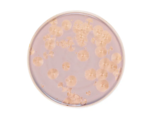 Тарелка Royal Charm Frost D 260 мм, H 19 мм, с бортом, коричневый артикул ZH003-Y191/B