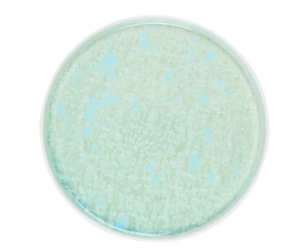 Тарелка Royal Charm Frost D 280 мм, H 18 мм, с бортом, зеленый артикул XJ1011-Y191/G