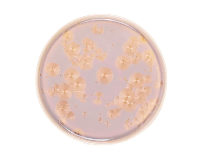 Тарелка Royal Charm Frost D 210 мм, H 19 мм, с бортом, коричневый артикул ZH004-Y191/B