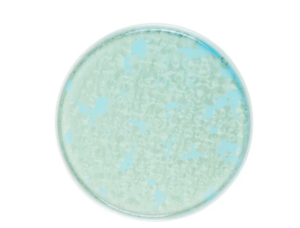 Тарелка Royal Charm Frost D 260 мм, H 19 мм, с бортом, зеленый артикул ZH003-Y191/G