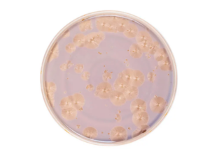 Тарелка Royal Charm Frost D 280 мм, H 18 мм, с бортом, коричневый артикул XJ1011-Y191/B