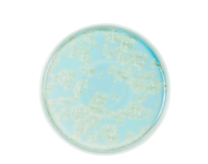 Тарелка Royal Charm Frost D 210 мм, H 19 мм, с бортом, зеленый артикул ZH004-Y191/G